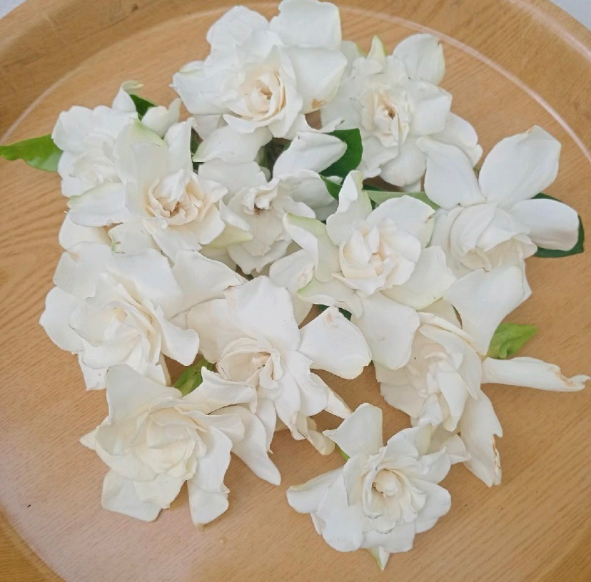 ดอกพุดซ้อน (ดอกสีขาว) Gardenia jasmine