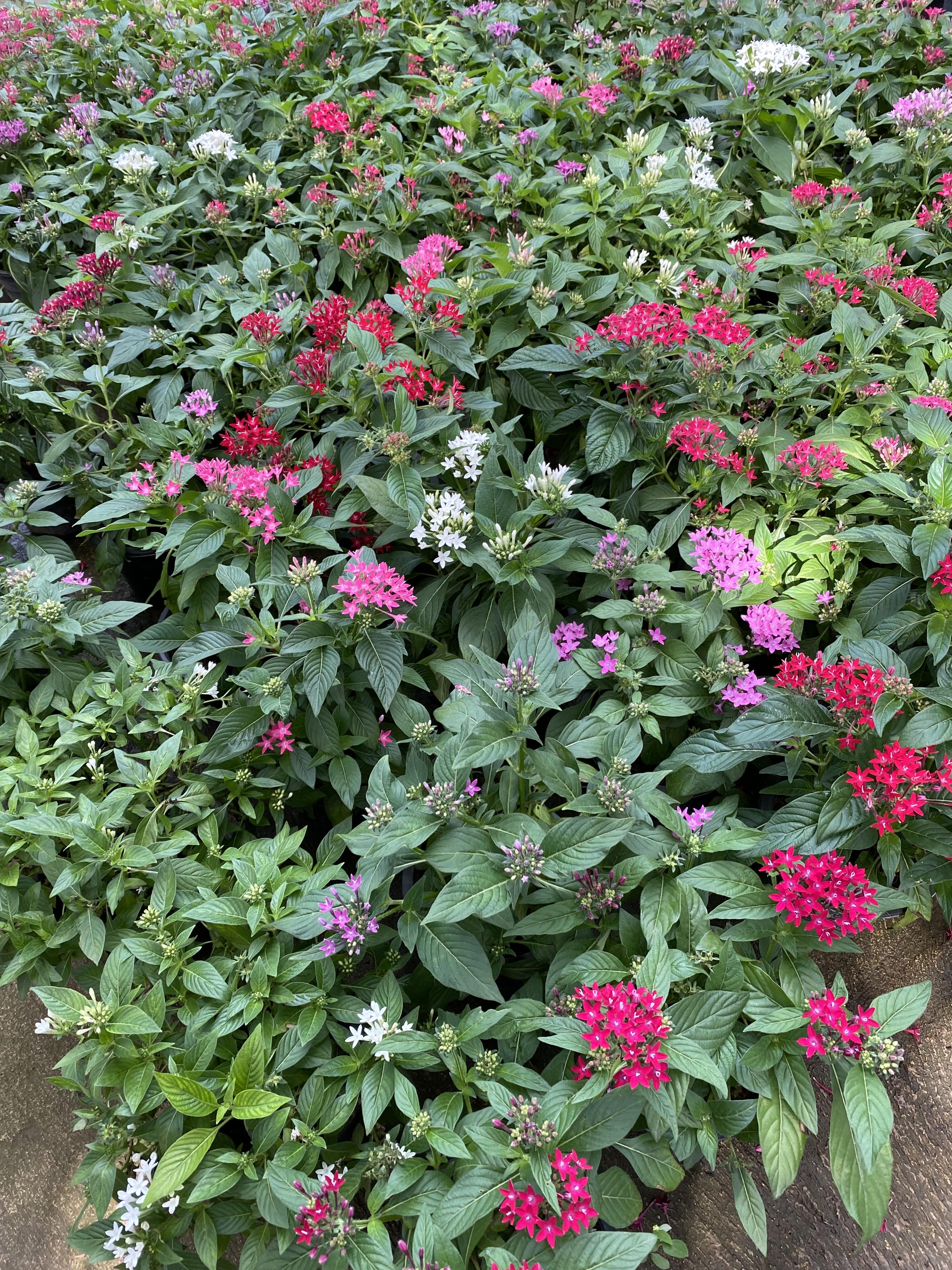 เข็มอินเดีย ไม้พุ่ม Pentas กระถาง 6 นิ้ว