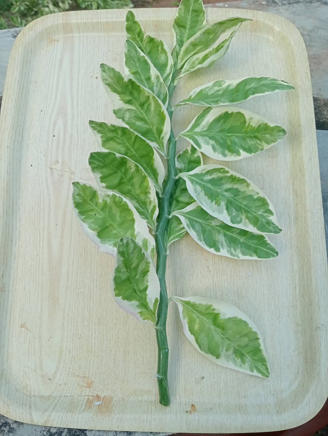 กิ่งแสยกด่าง นกน้อยนำโชค แสยกเขียว กวักเงินกวักทอง ไม้มงคลมี 3 สี