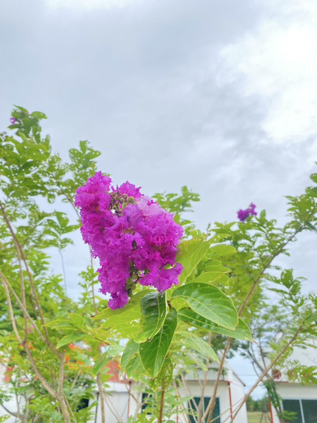 ต้นม่วงส่าหรี Lagerstroemia hybrid