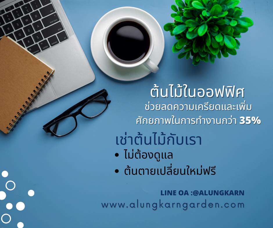 บริการเช่าต้นไม้ ในออฟฟิศ. ต้นไม้ในออฟฟิศ
