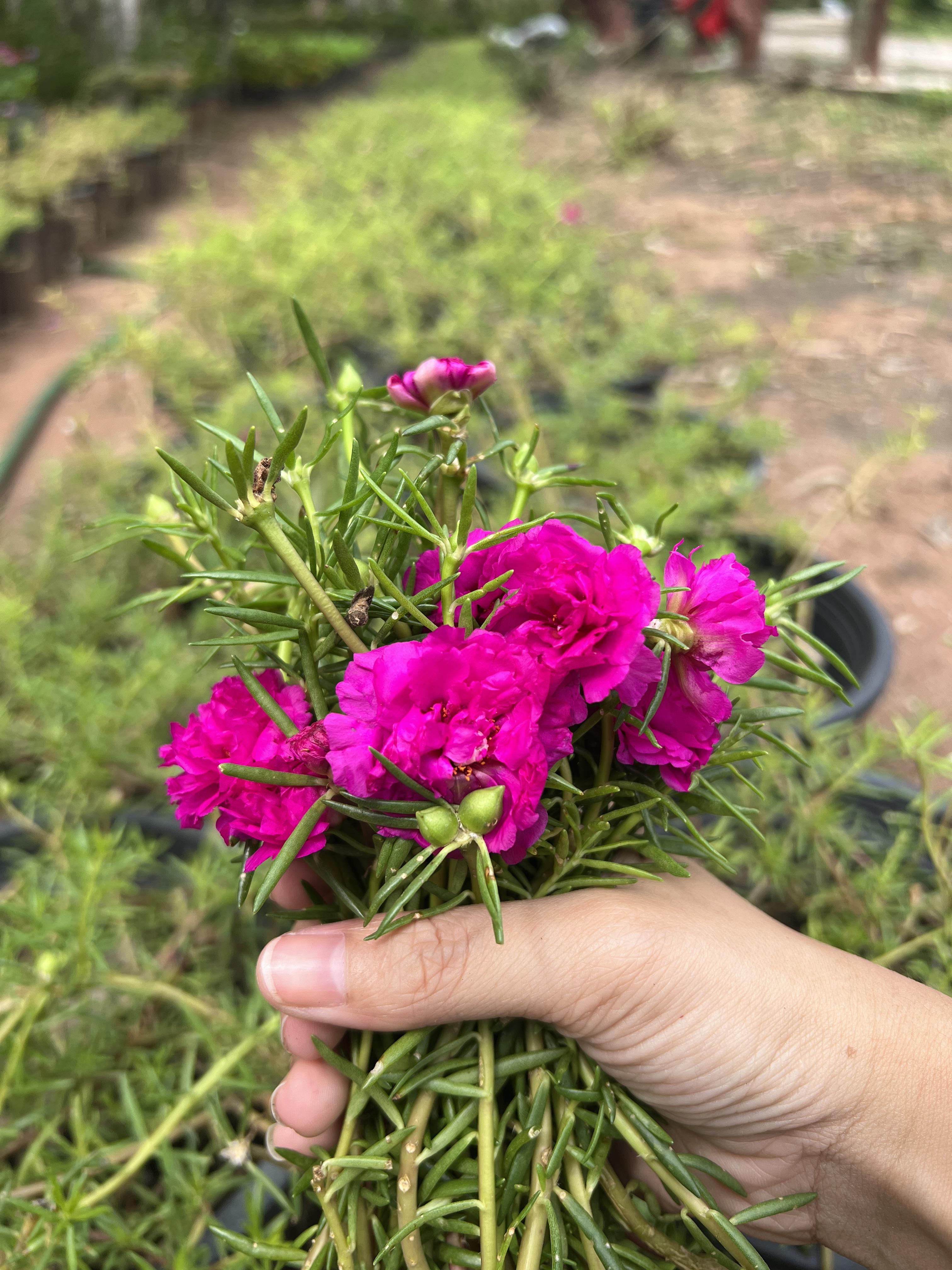 กิ่ง แพรเซี่ยงไฮ้ 3กิ่ง คละสี Portulaca