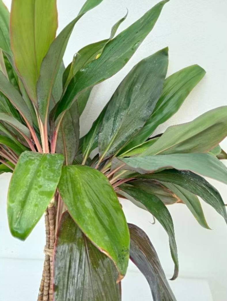 กิ่งหมากผู้หมากเมีย ใบใหญ่ (Cordyline Plant)