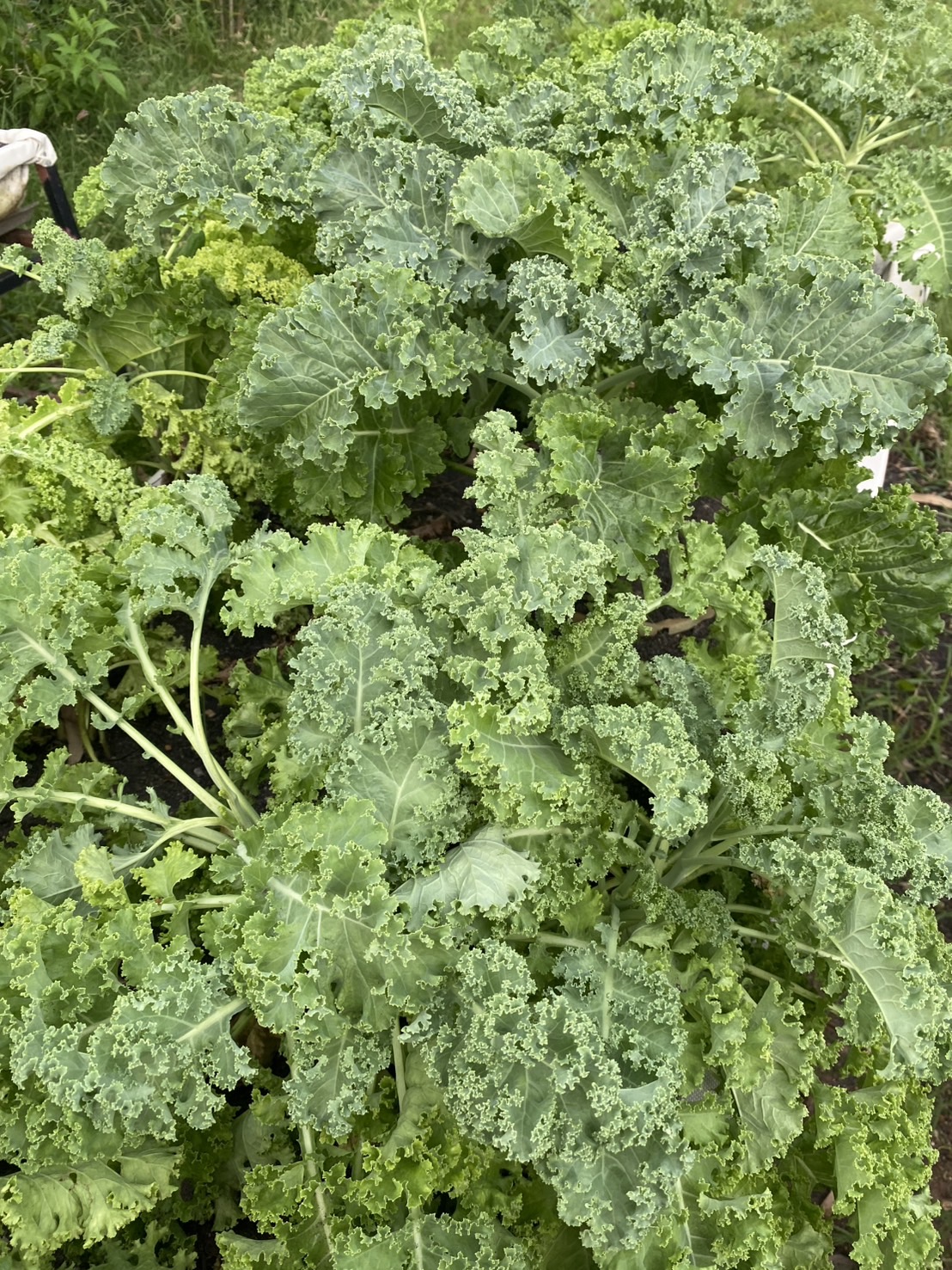 ดินปลูกเคล Kale potting soil