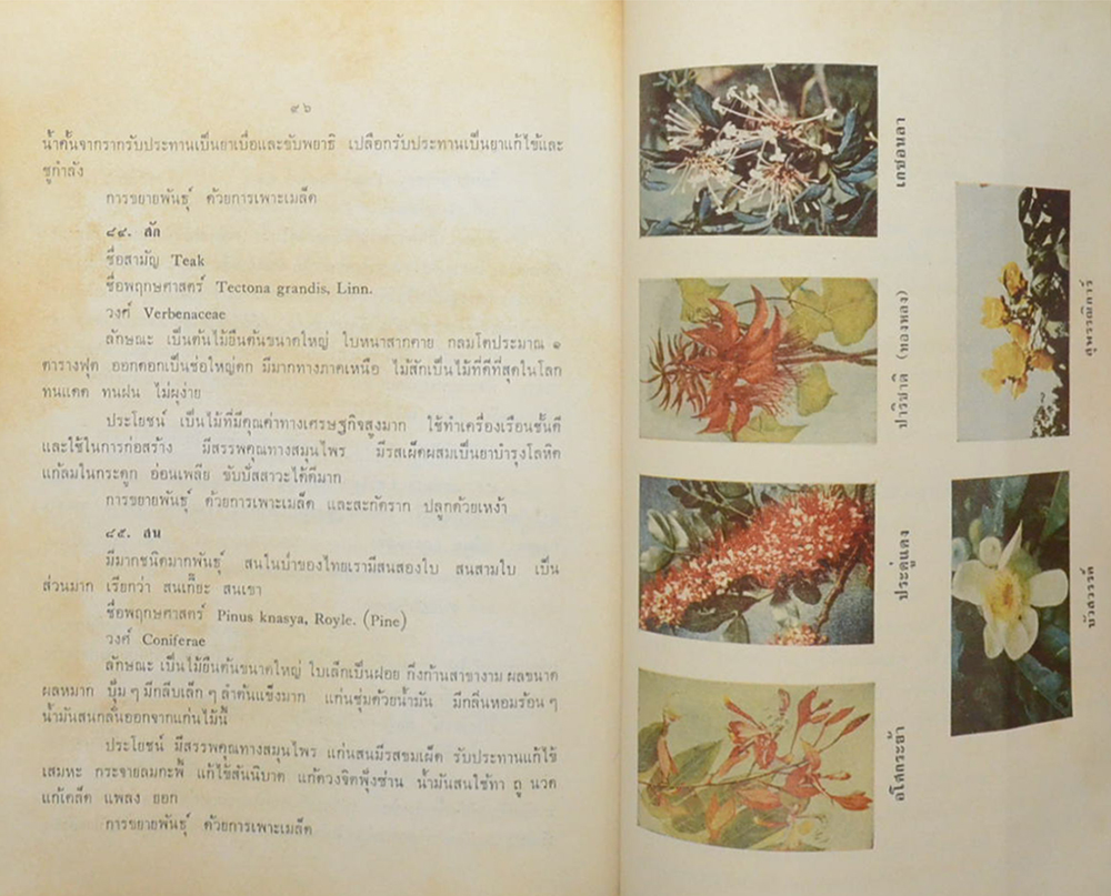 นางไป๋ สุสายัณห์ (ต้นไม้ในวรรณคดี) (ขายตามสภาพ)