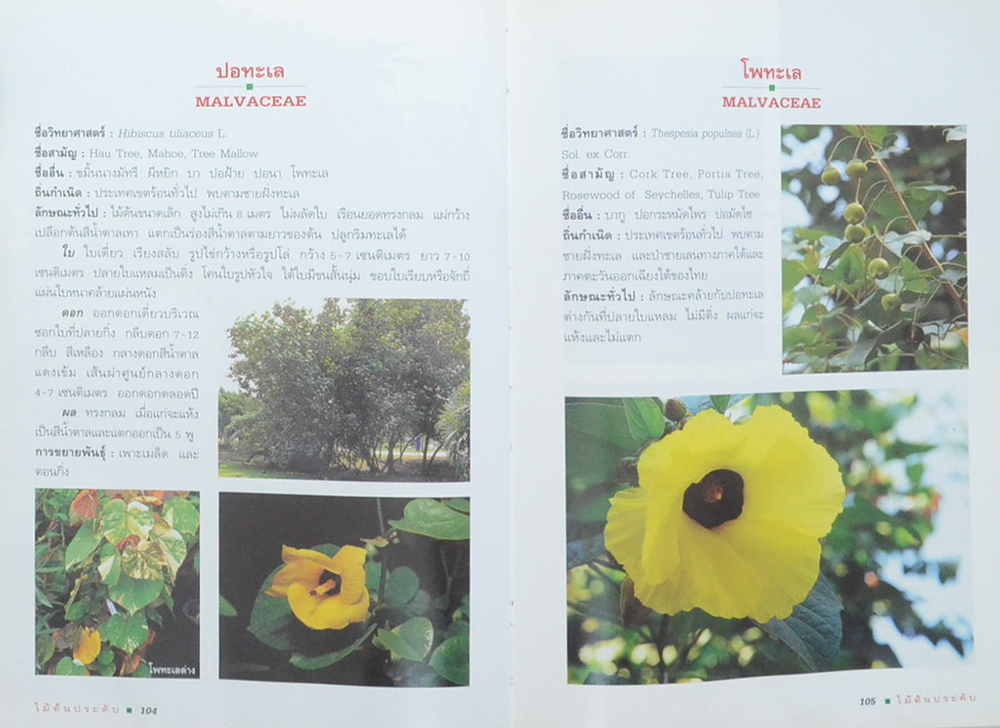 ไม้ต้นประดับ (เล่ม 2) (ขายตามสภาพ)