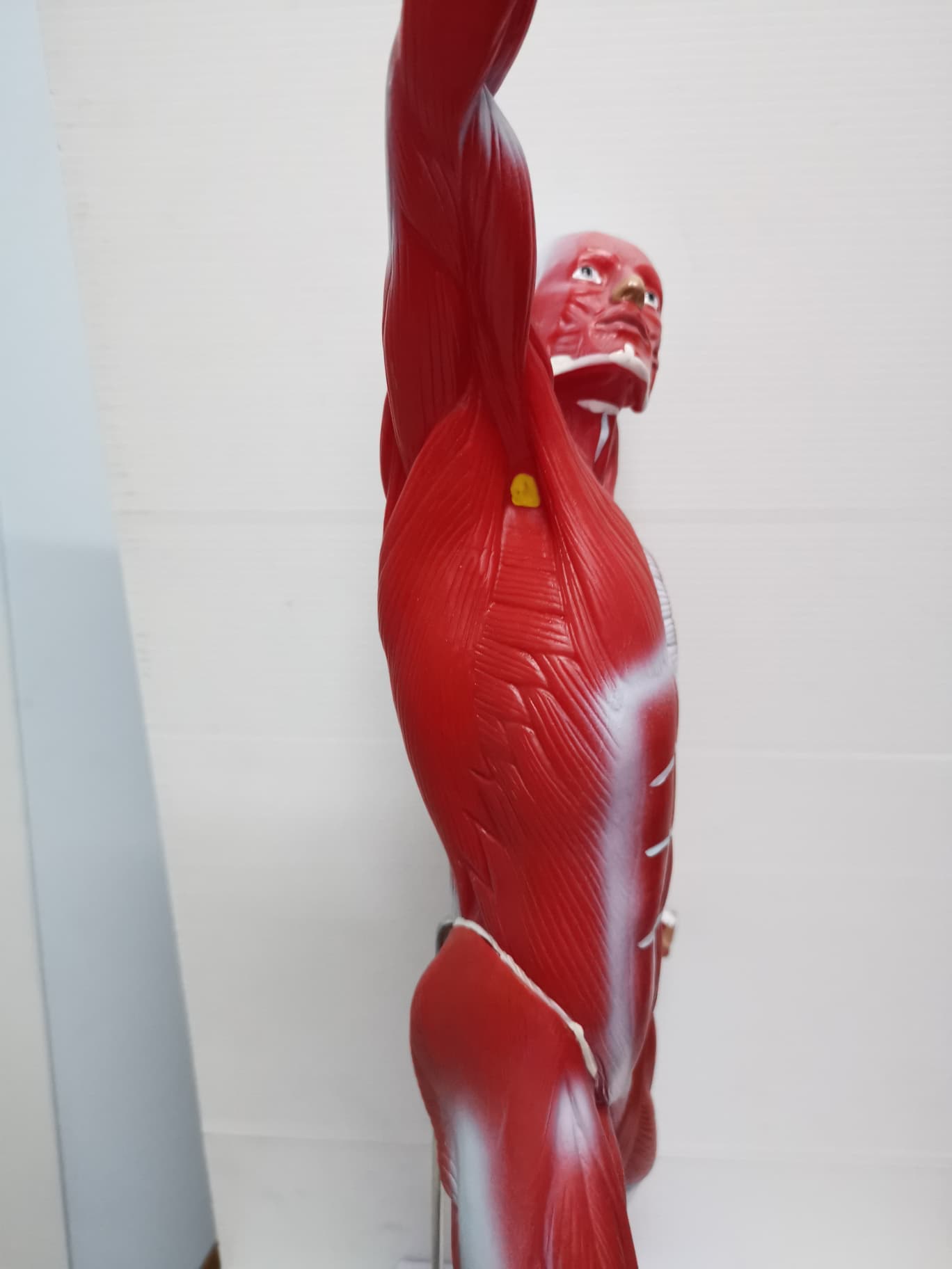 หุ่นจำลองกล้ามเนื้อ ความสูง 55 ซม.