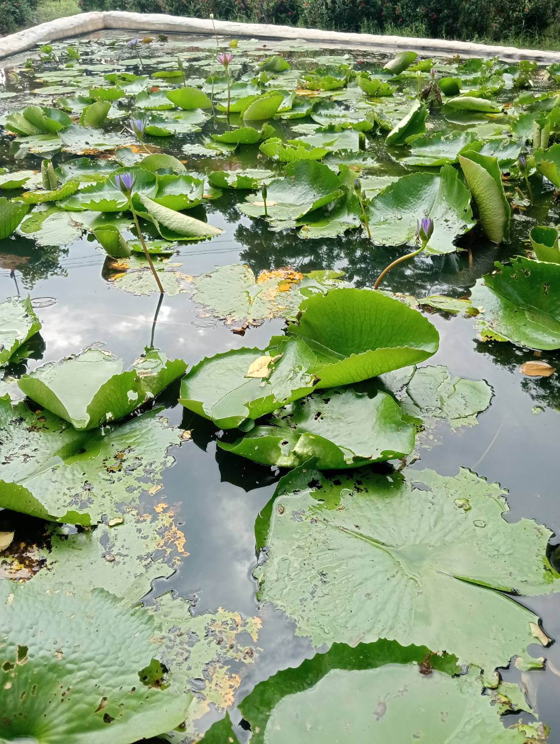 ดินเหนียว ดินปลูกบัว