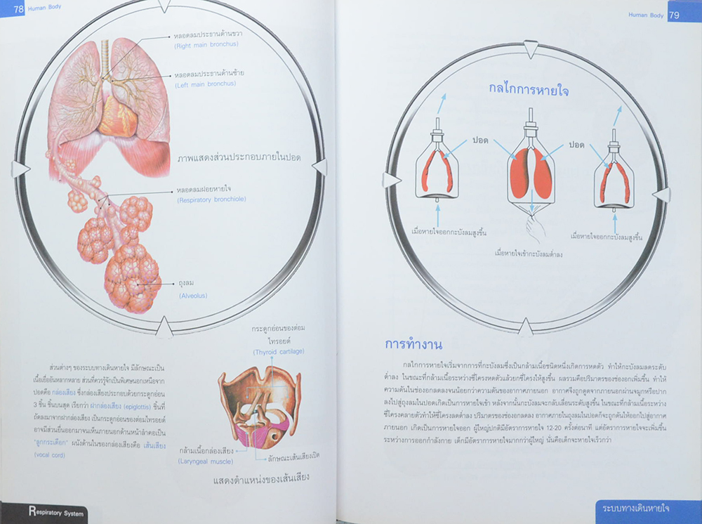 ระบบร่างกายมนุษย์
