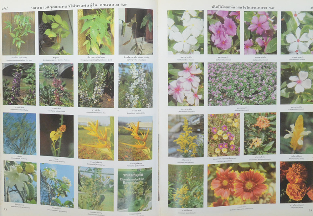 ไม้ประดับสวนหลวงและประวัติการจัดสวนเมืองไทย