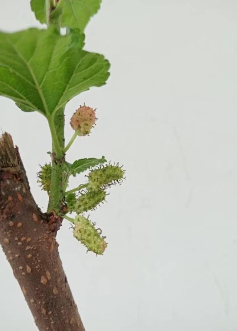 ต้นหม่อนหรือมัลเบอร์รี่ (Mulberry)