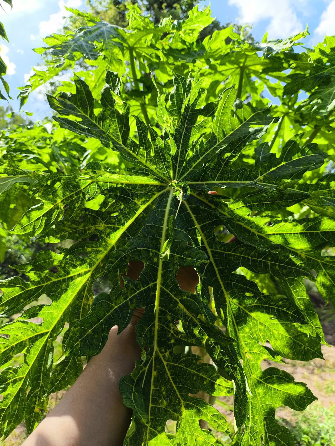 ใบมะละกอ ตัดสอ Papaya leave