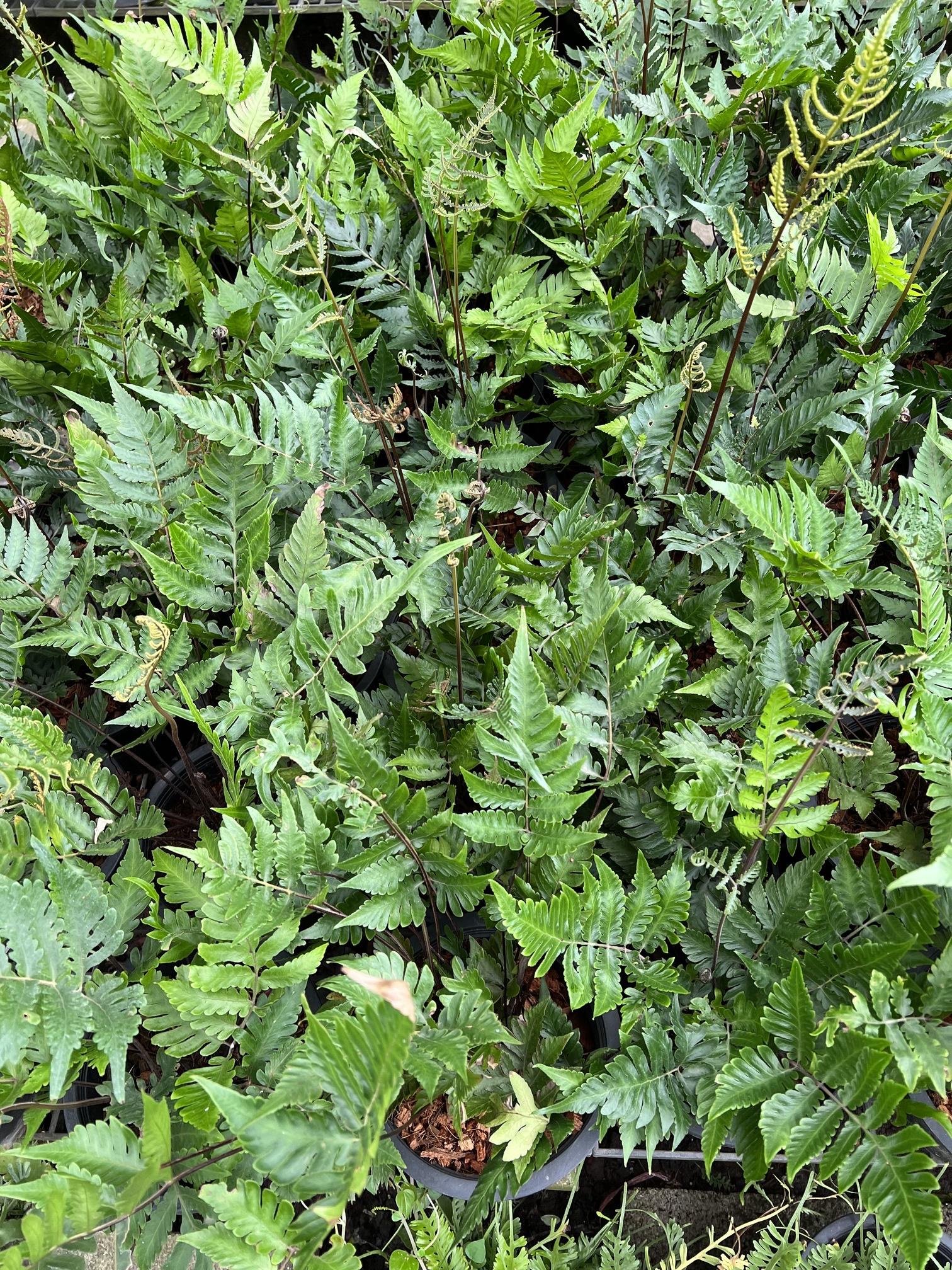 เฟิร์นเทพพนม Heterogonium pinnatum (Copel.) Holttum
