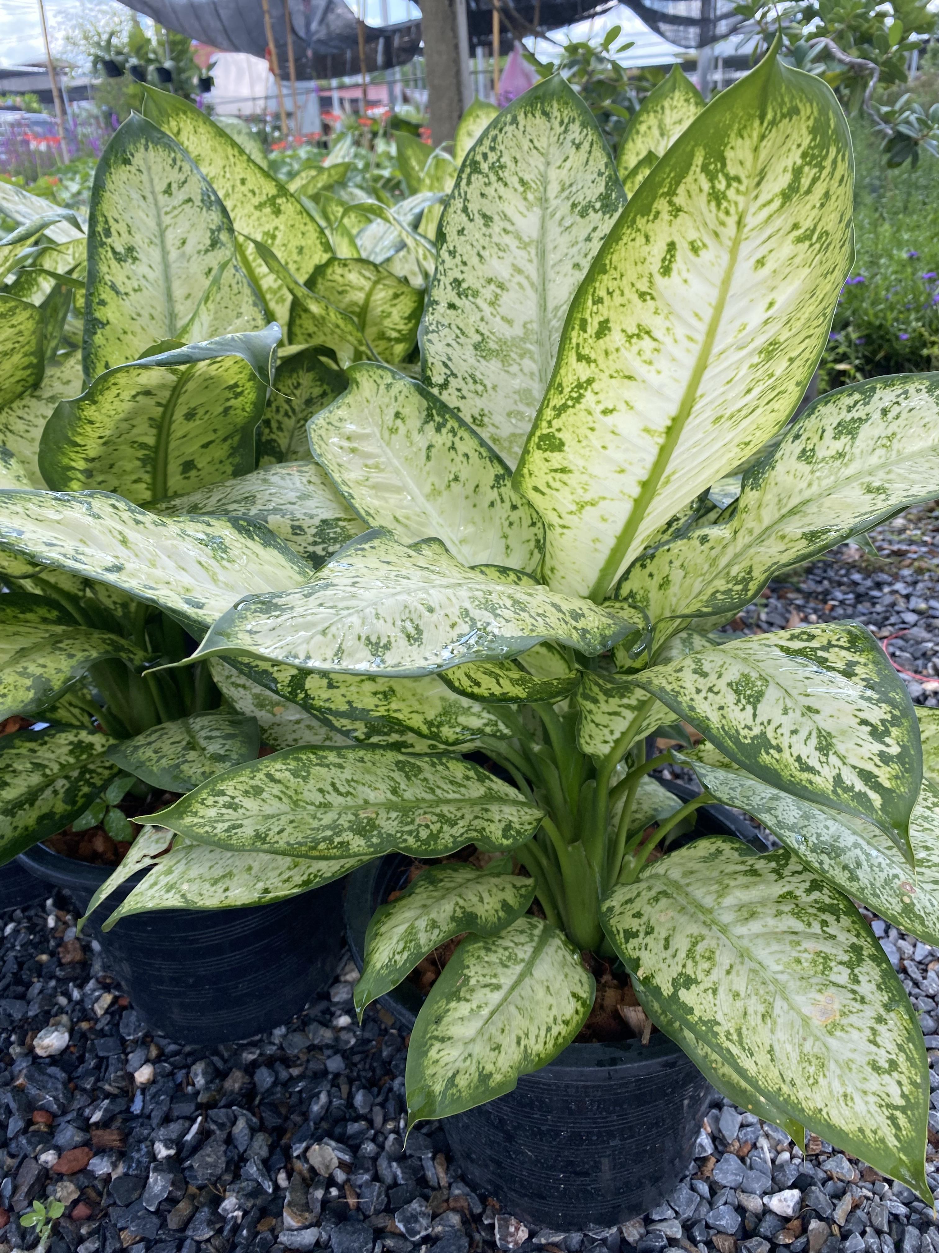 สาวน้อยประแป้ง หงส์เหิน Dumb Cane