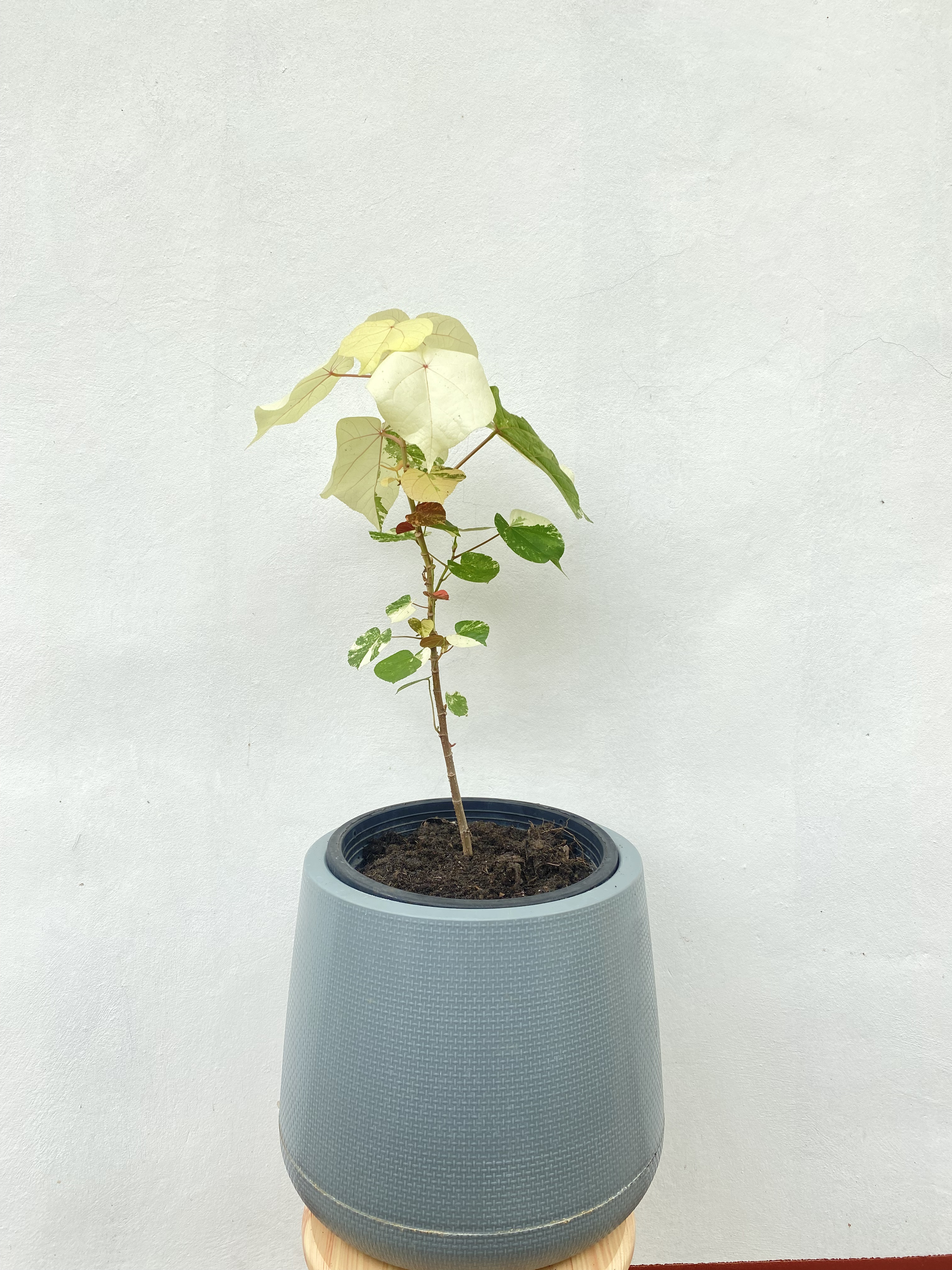 ต้นโพธิ์เจ็ดสี Bodhi Tree ไม้มงคล ไม้ด่าง ไม้ประดับ