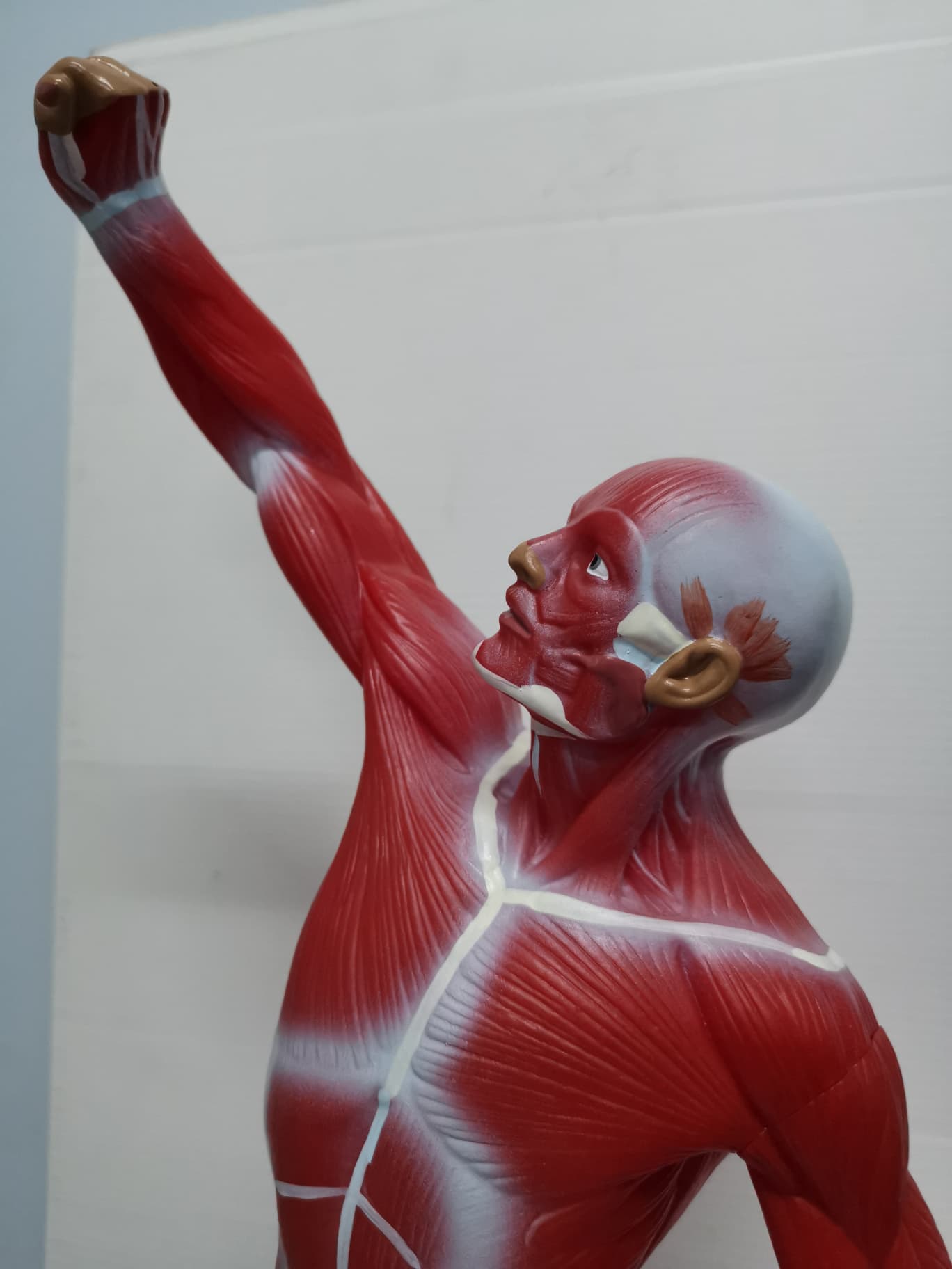 หุ่นจำลองกล้ามเนื้อ ความสูง 55 ซม.