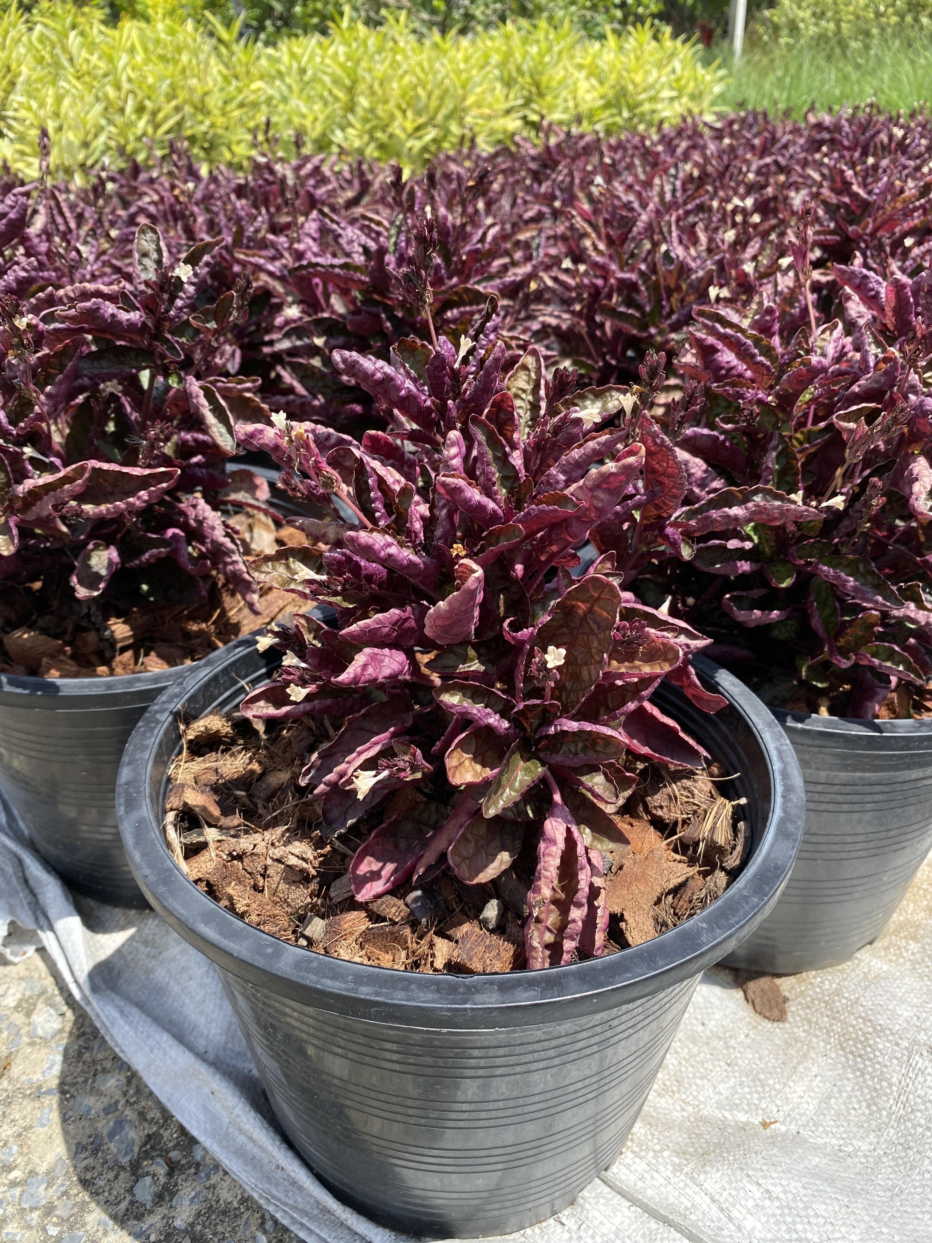 ดาดทับทิม Purple Waffle Plant