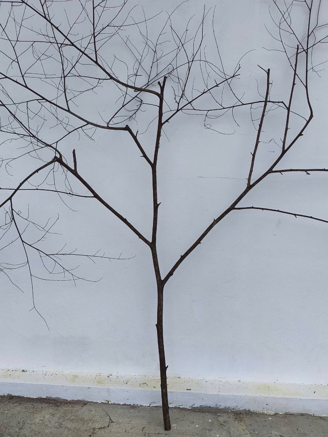 🌿 กิ่งไม้แห้งจริง Tree branch (เบอร์ 29)