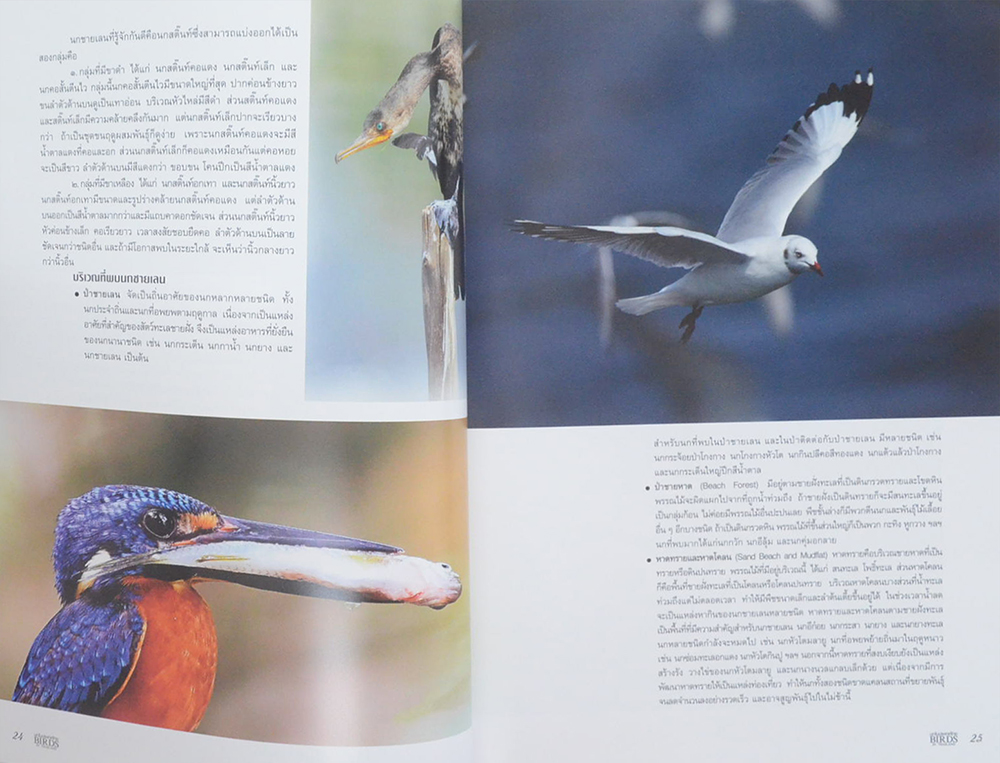 นกในประเทศไทย (ภาษาไทย-อังกฤษ)