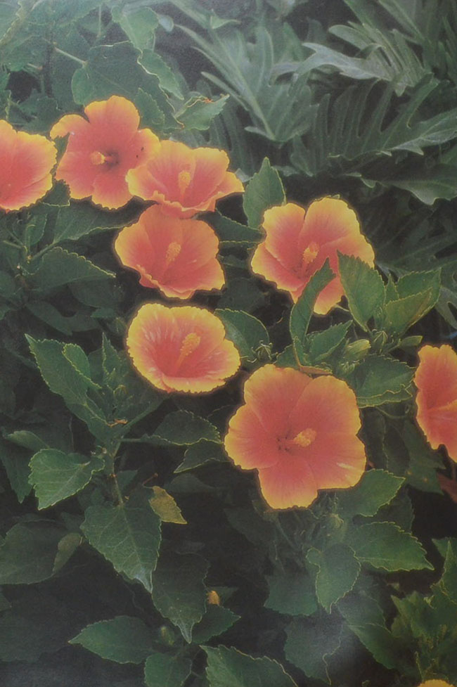 พฤกษาพัน (ภาษาไทย-อังกฤษ)