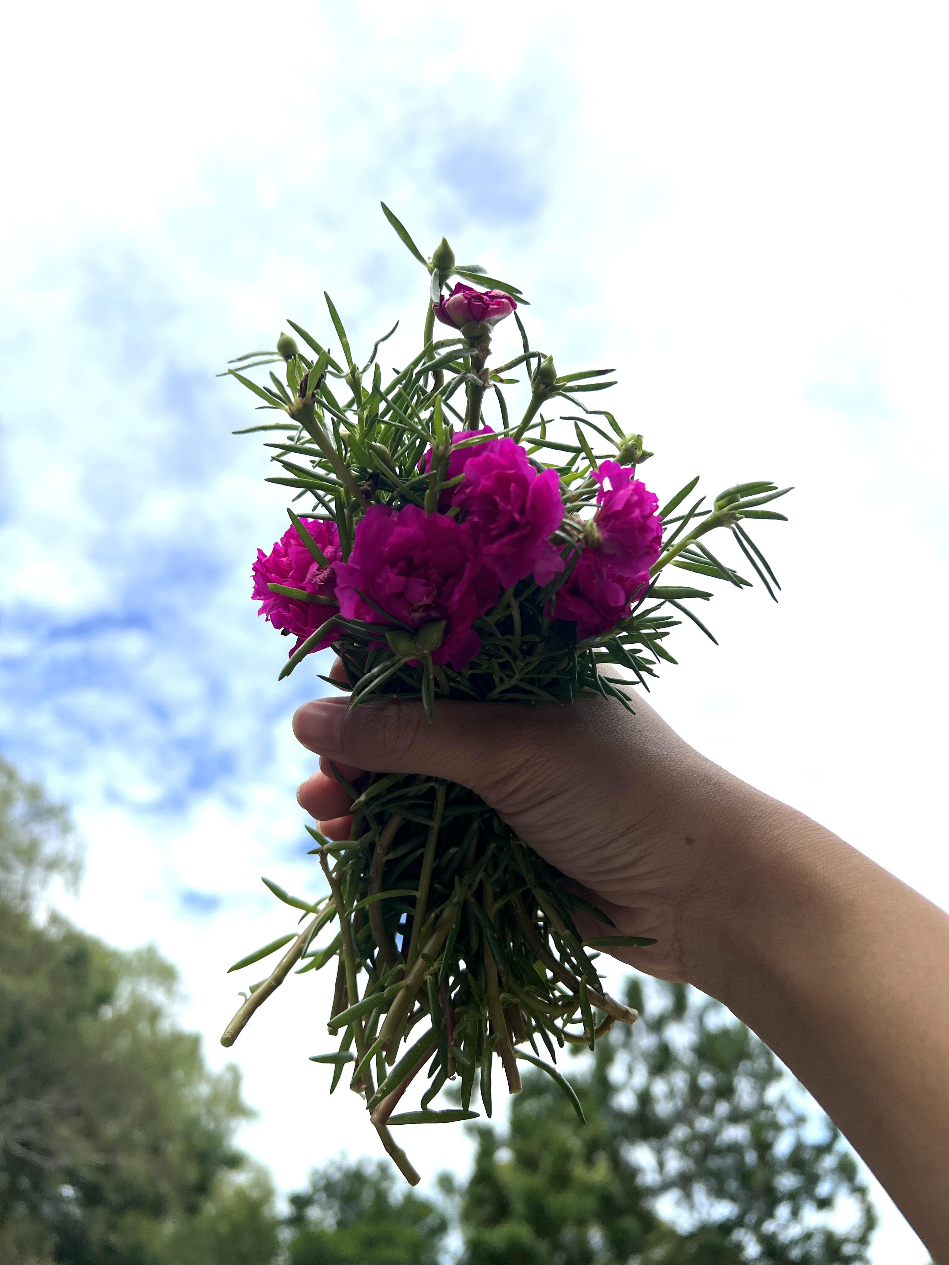 กิ่ง แพรเซี่ยงไฮ้ 3กิ่ง คละสี Portulaca