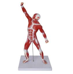 หุ่นจำลองกล้ามเนื้อ ความสูง 55 ซม.
