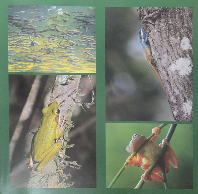 ป่ามรดกไทย อาณาจักรพรรณพืชและสรรพชีวิตแห่งป่าเขตร้อน (ขายตามสภาพ)