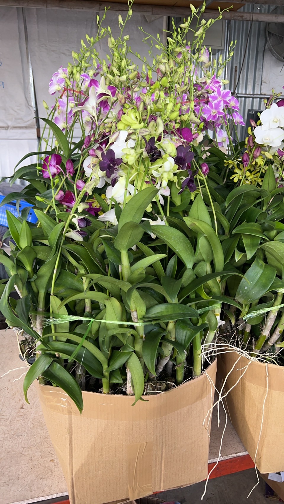 กล้วยไม้หวาย Dendrobium