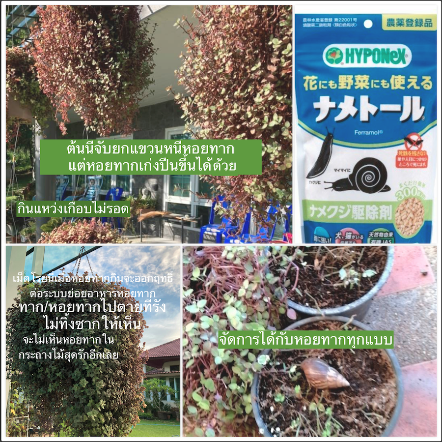 1Kg.ยากำจัดหอยทาก ปลอดภัย ใส่ผักผลไม้ ไม้ทุกชนิด ทนฝน Nametol Hyponex Slug Repellent Insecticide