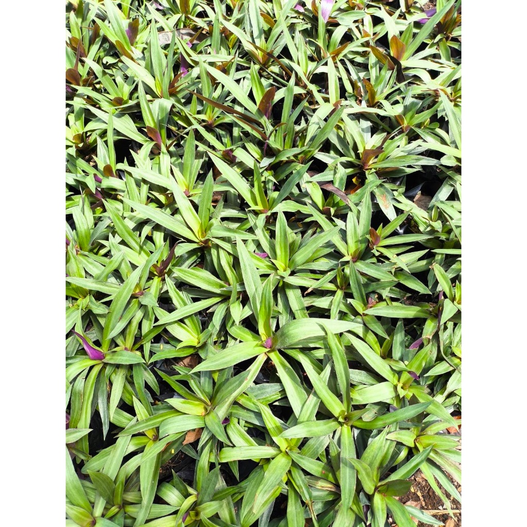 กิ่งว่านกาบหอยแครง Oyster plant