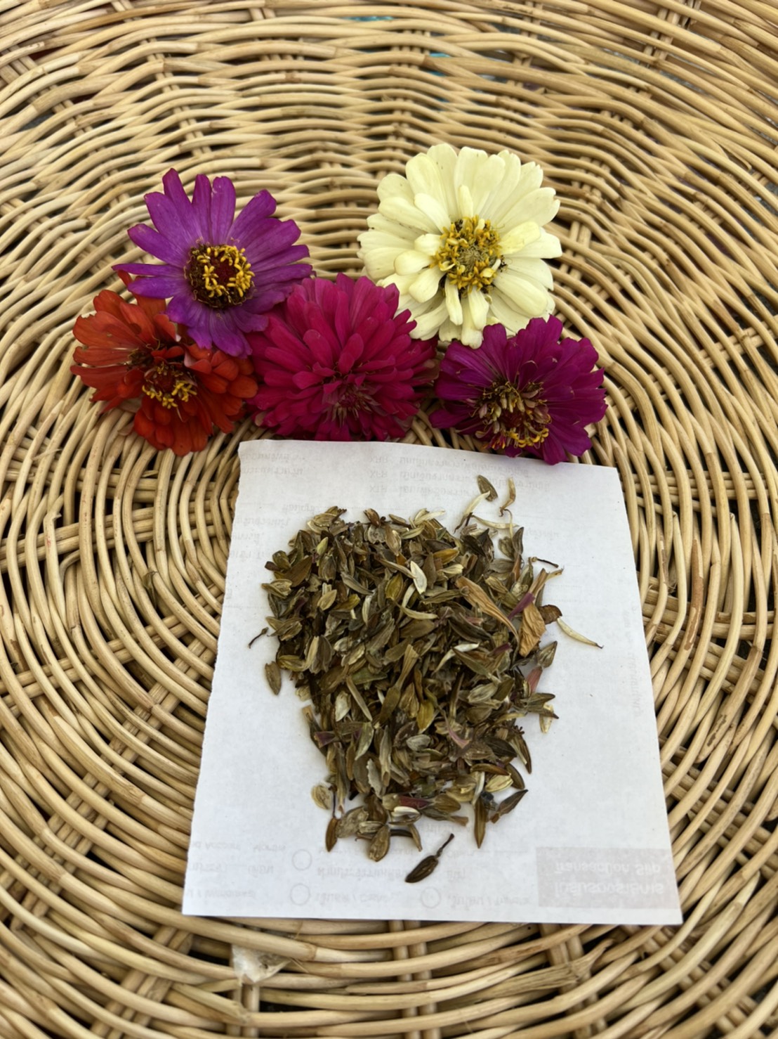 เมล็ดบานชื่น 50 เมล็ด Zinnia seed