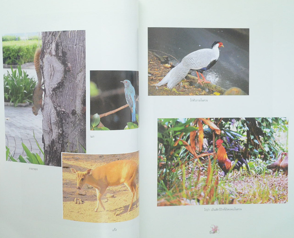 สวนสมเด็จพระศรีนครินทร์ (ขายตามสภาพ)