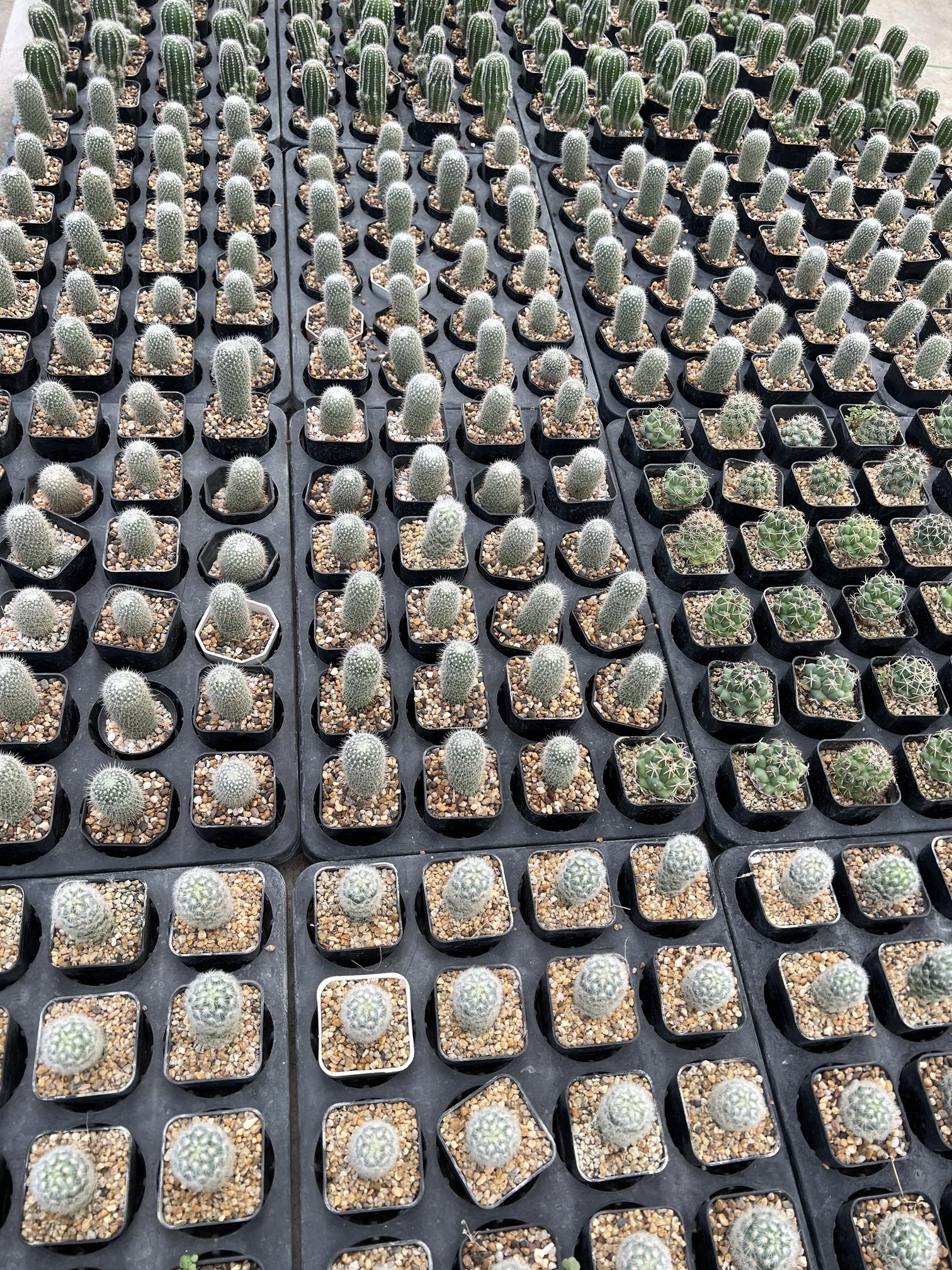 แมมขนนกขาว Feather Cactus