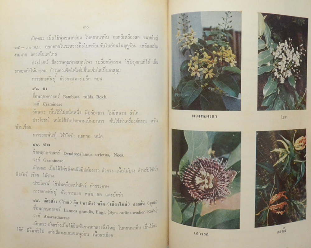 นางไป๋ สุสายัณห์ (ต้นไม้ในวรรณคดี) (ขายตามสภาพ)