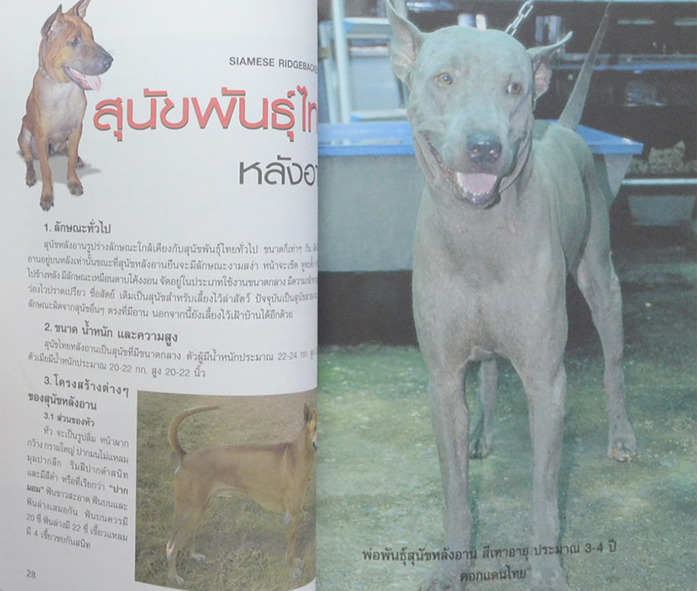 หมาไทย