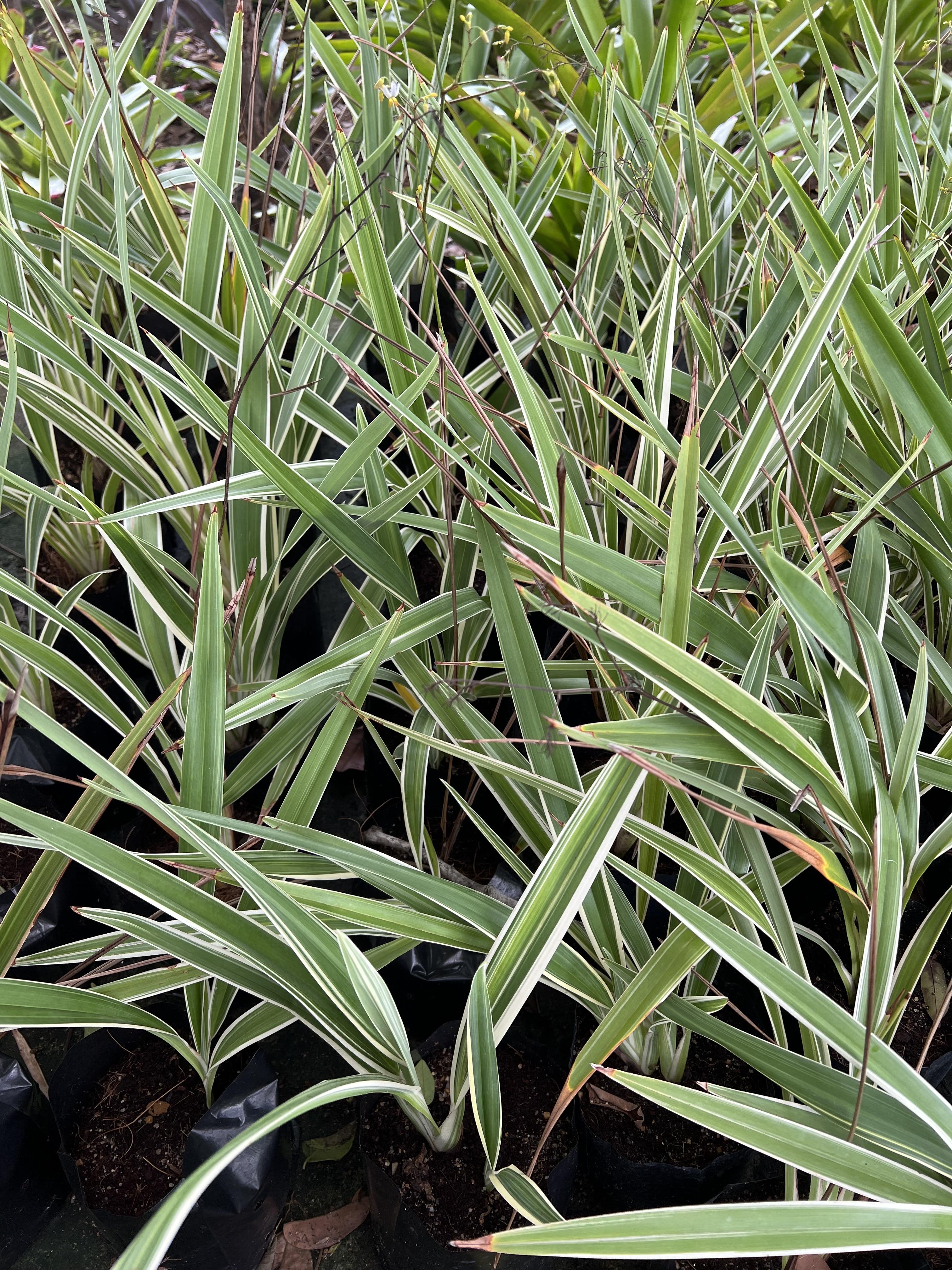 เศรษฐีเรือนนอก Spider Plant
