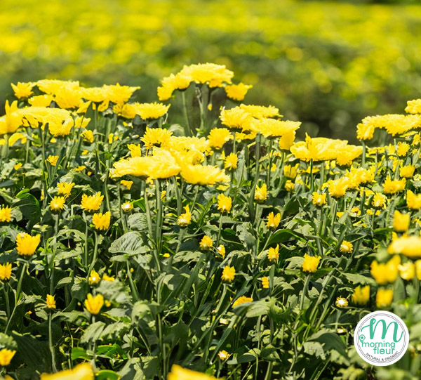 **เก็กฮวยหอมพรีเมียมAAA**ปลอดสาร {Morning Fleur}