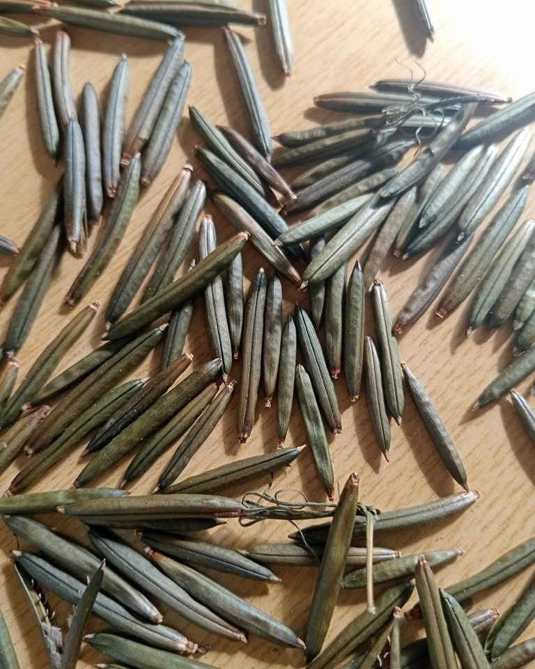 เมล็ดต้อยติ่งไทย เมล็ดเป๊าะเป๊ะ ซื้อ 1 ชุดแถม 1 ชุด 🌿