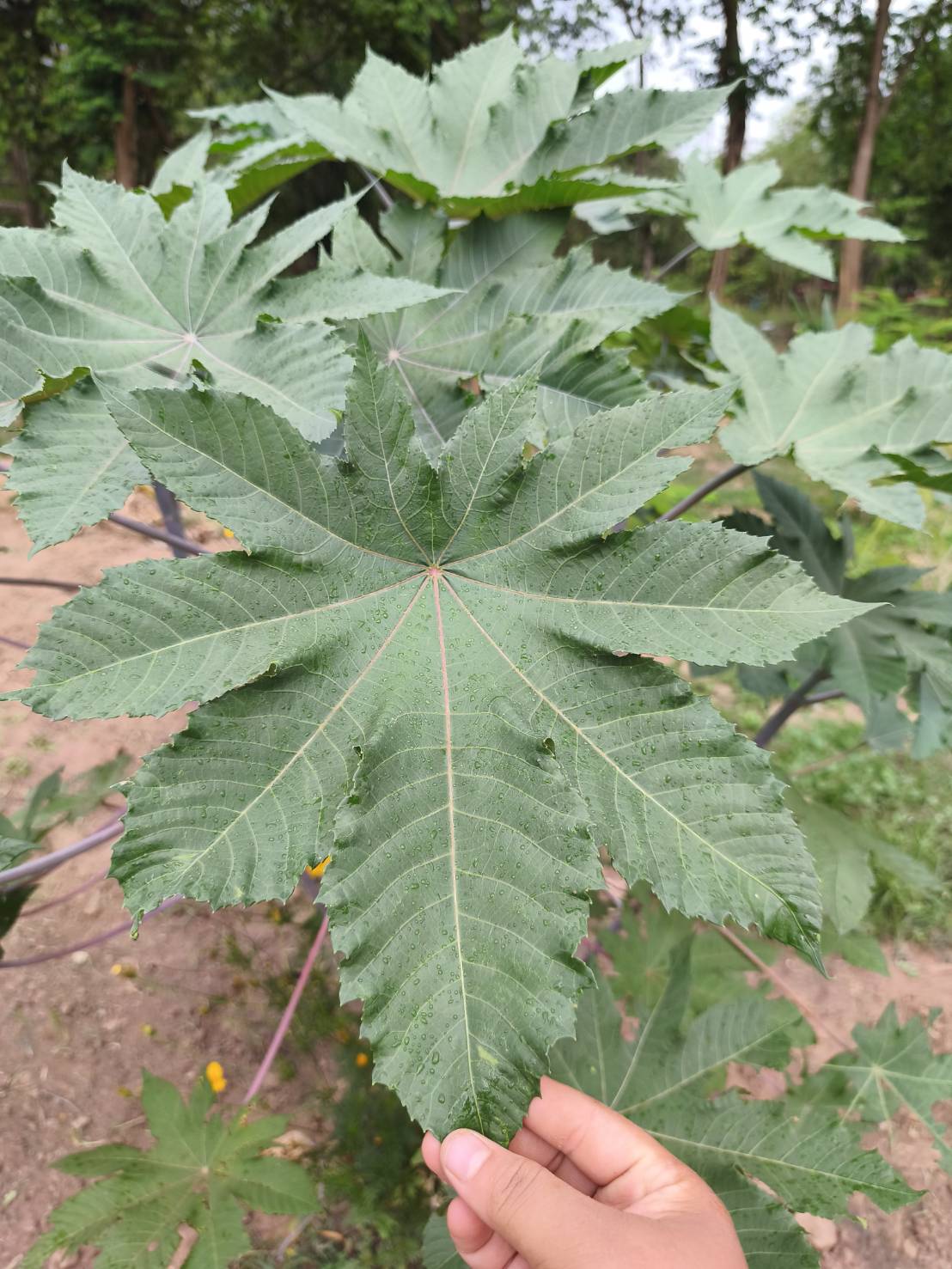 ใบละหุ่งสด Castor Bean