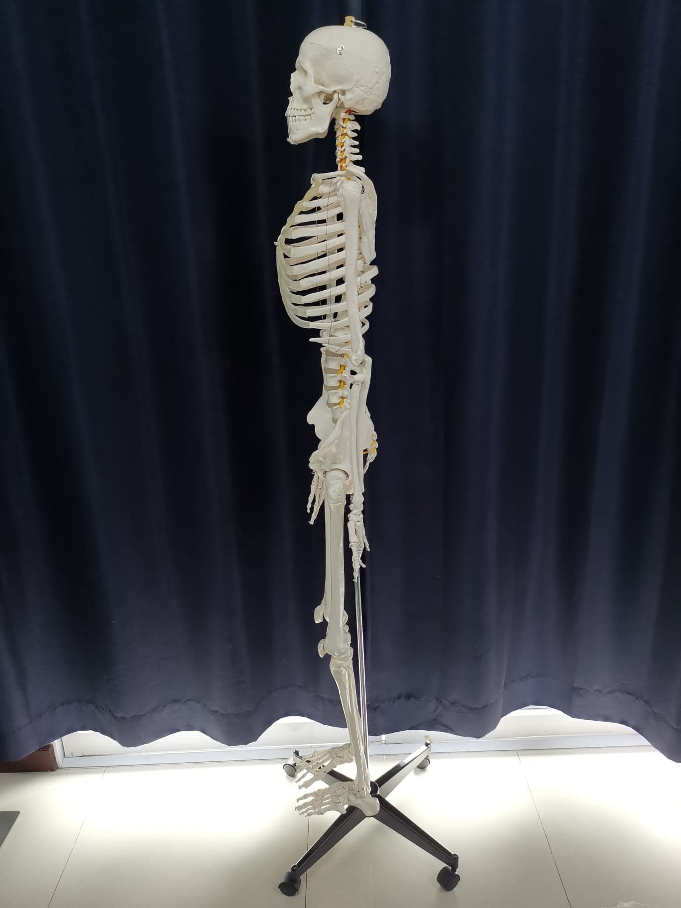 โมเดลโครงกระดูกมนุษย์ ขนาดเท่าของจริง แบบกระดูกอ่อนใส (รุ่น PVC แข็งแรงพิเศษ)