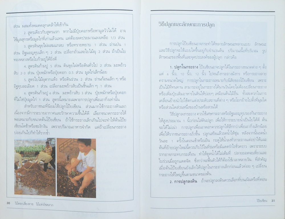 โป๊ยเซียน (ขายตามสภาพ)