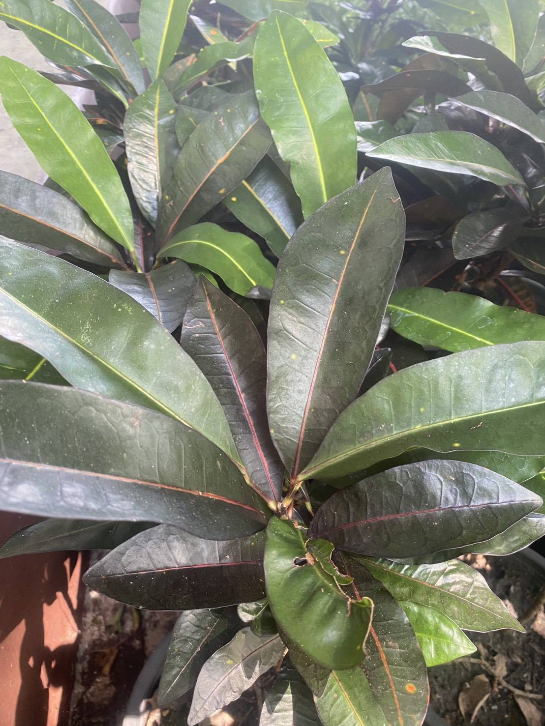 โกสน Codiaeum variegatum