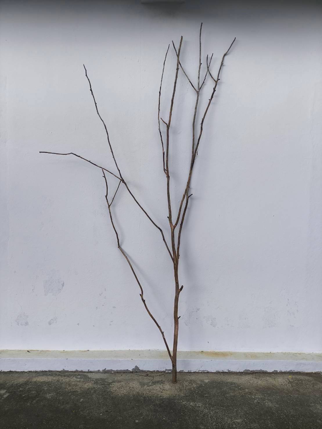 🌿 กิ่งไม้แห้งจริง Tree branch (เบอร์ 11)