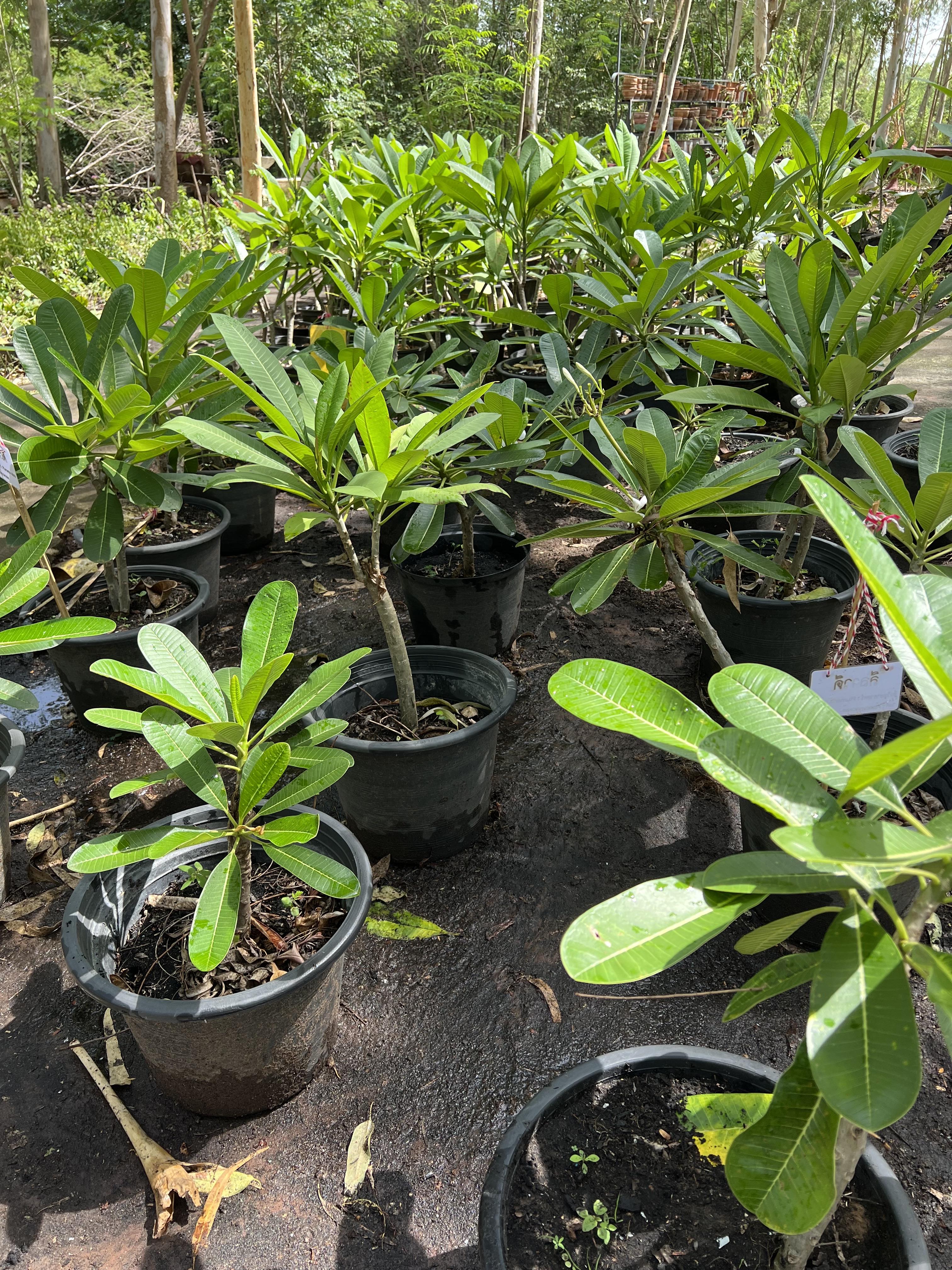ต้นลีลาวดี ต้นลั่นทม Plumeria ไม้ดอกยืนต้น