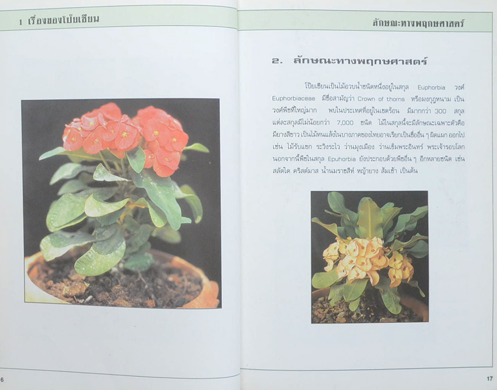 คู่มือโป๊ยเซียน (ขายตามสภาพ)