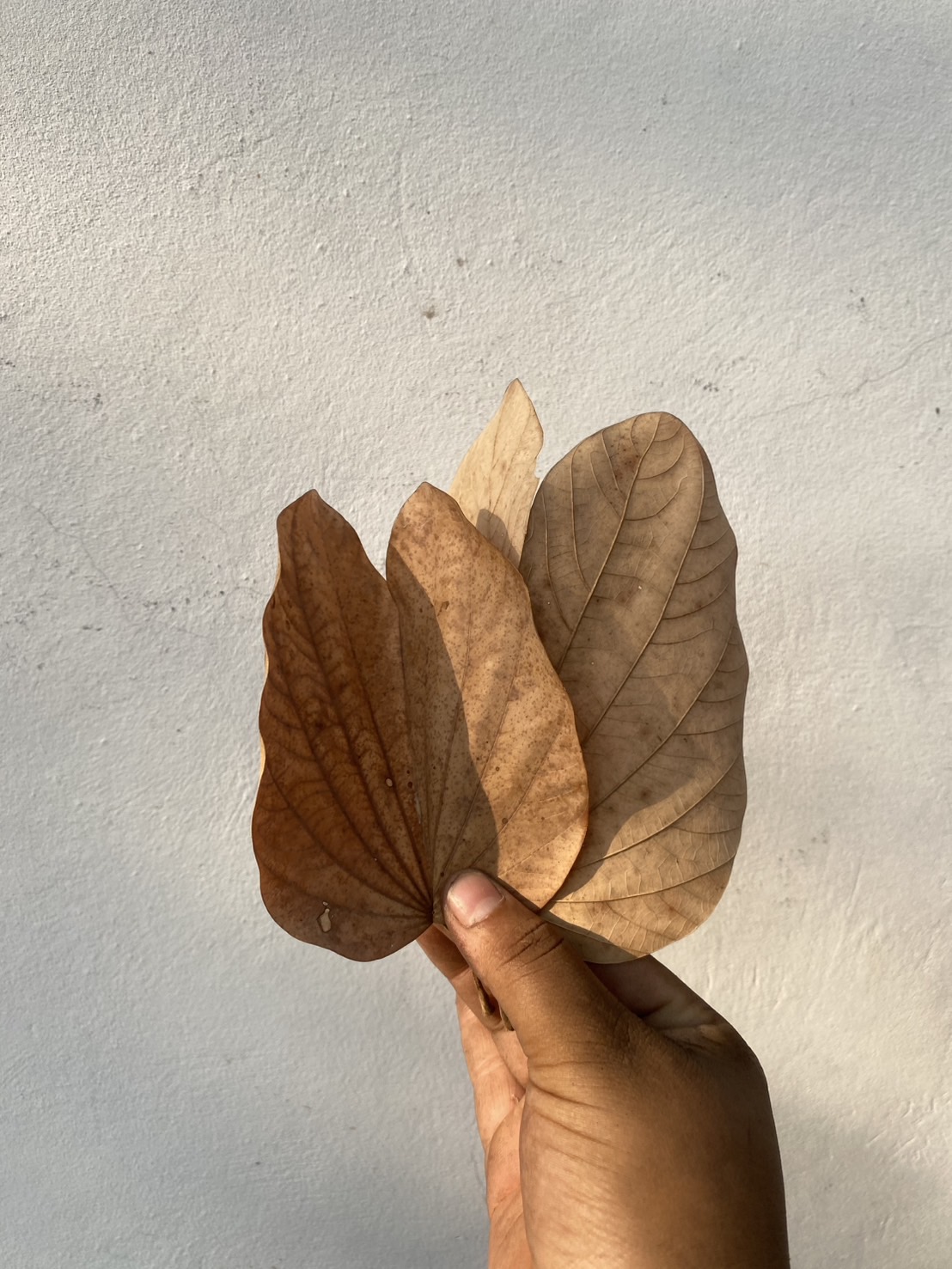 ใบชงโคตากแห้ง Orchid tree/ Purple bauhinia