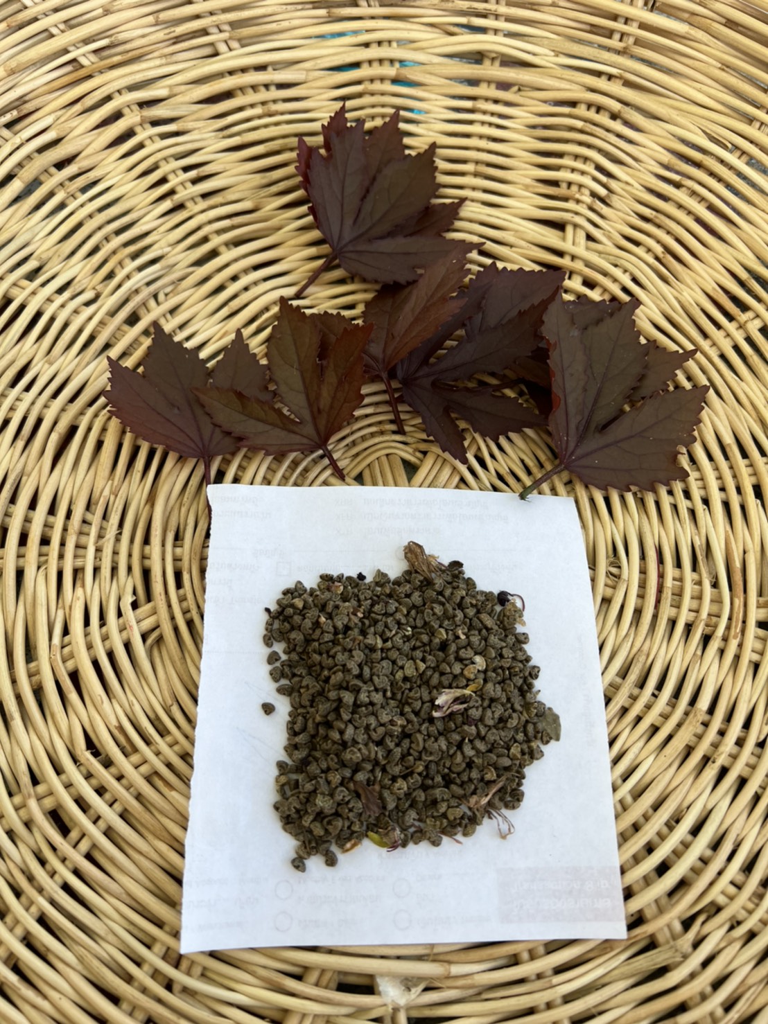 เมล็ดชบาเมเปิ้ล 60 เมล็ด Cranberry hibiscus seed ไม้พุ่ม ดอกไม้ทานได้