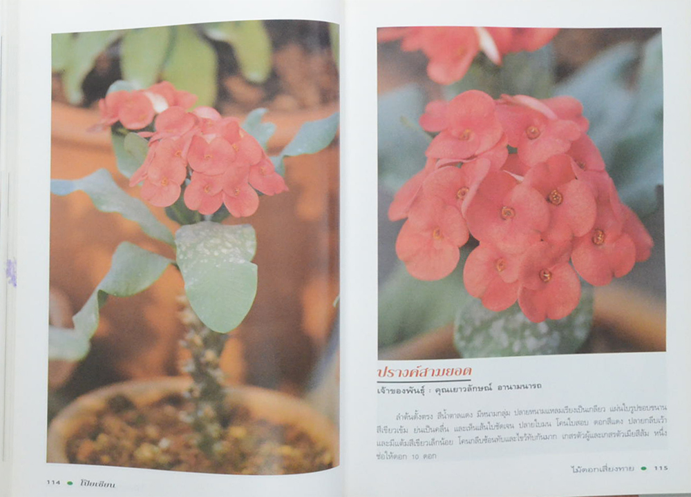 โป๊ยเซียน ไม้ดอกเสี่ยงทาย (เล่ม 3 / ขายตามสภาพ)