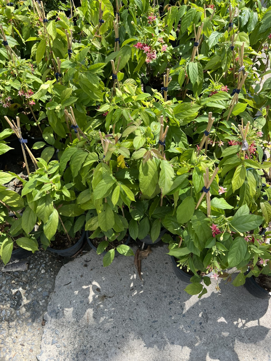 เล็บมือนาง เลื้อย ไม้เลื้อยดอกหอม Rangoon creeper