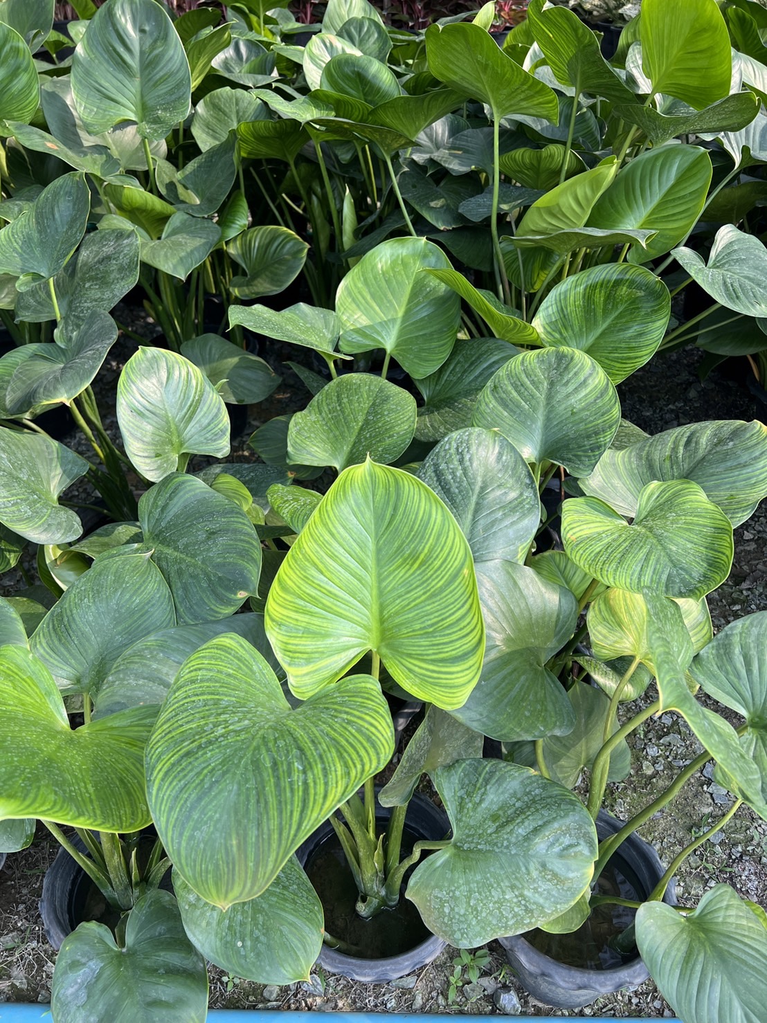 พัดโบก Emerald Gem ไม้ริมน้ำ ไม้มงคล